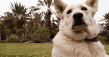 DOGTV
