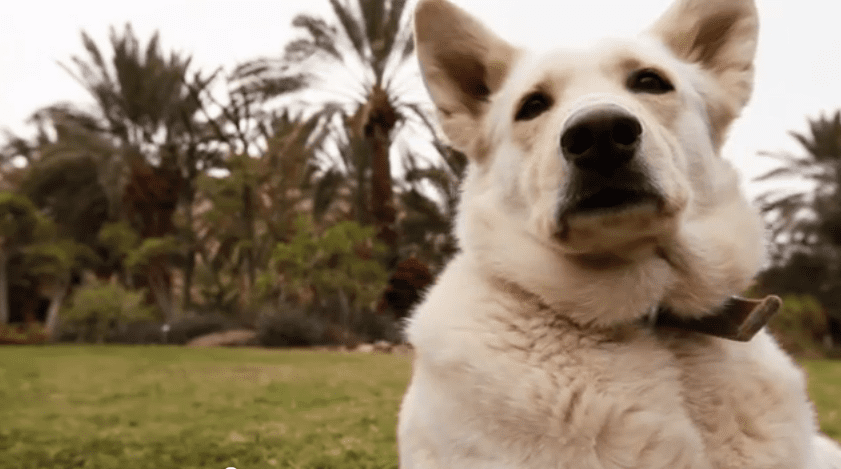 DOGTV