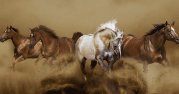 Wild horses © Shutterstock