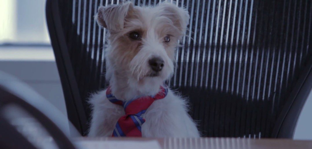 Red Bee Dog CEO sitcom